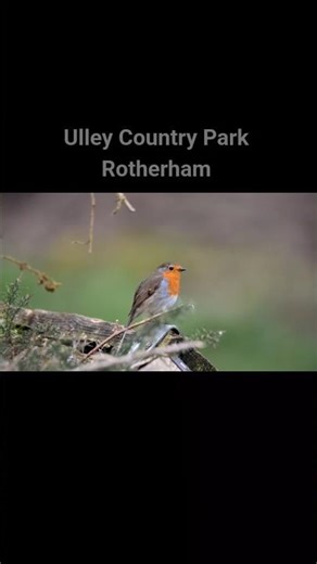 Nature walk at Ulley Country Park, Rotherham