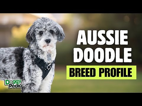 Aussiedoodle 101: Everything You Need to Know About These Smart, Fluffy Dogs