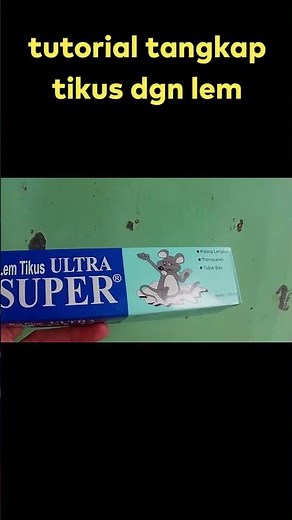 gampang, tutorial tangkap tikus dengan lem