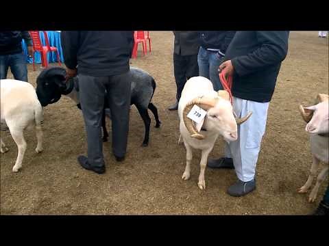 Balkhi (fat tailed sheep) and other exotic breeds of sheep at Livestock Show