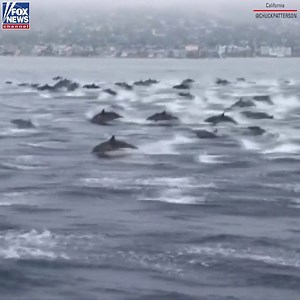 5.2M views · 75K reactions | Dolphin-itely a good time. A large pod of dolphins was spotted off the coast of California. The man who filmed the pod estimated that there were more than 100 dolphins in the pod. https://fxn.ws/2Y1tBPR | Fox News | Facebook