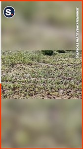 Mormon crickets descended on Elko, Nevada, and five other counties in the northeastern region of the state, with a mass of crickets swarming over roads, cars and houses. | storyful