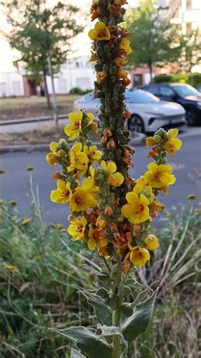 Potentiale für trockenresistente Pflanzen im Naturgarten erkennen/ Königskerze/Bienenweide