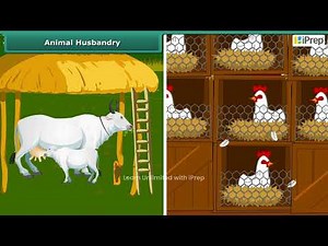 Food form Animals- Animal Husbandry | Crop Production and Management | Class 8th | iPrep