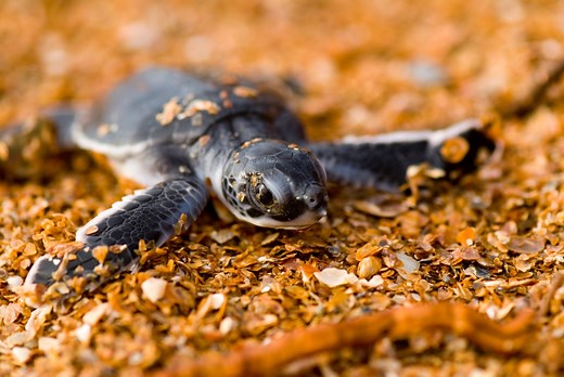 Endangered sea turtle populations racing to recovery