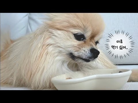 마운자로 맞은 강아지 먹방…