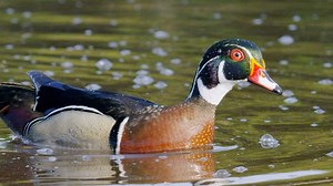 NATURE: Ducks: An Original DUCKumentary | Netflix