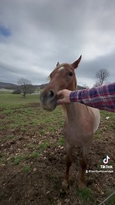611K views · 10K reactions | Ginger came over to see us!! I was worried she would forget about the electric wire. So excited to watch Freddy Grow! Love these 2 Fred and Ginger!! | Running Springs QH & Cattle Co | Facebook