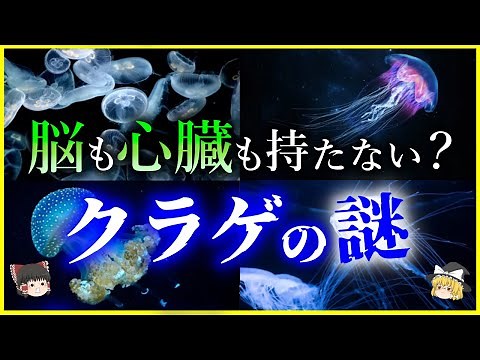 [Slow commentary] Stinging at 100km/h?! Explaining the mystery of the ecology of "jellyfish" / Th...
