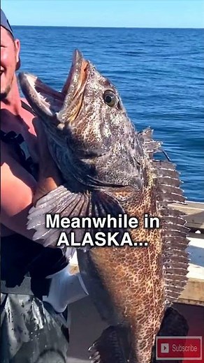 Biggest Lingcod caught in Alaska on my Boat! #ocean #alaskafishing #catchandrelease