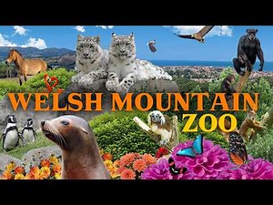 What a view! Exploring the Welsh Mountain Zoo