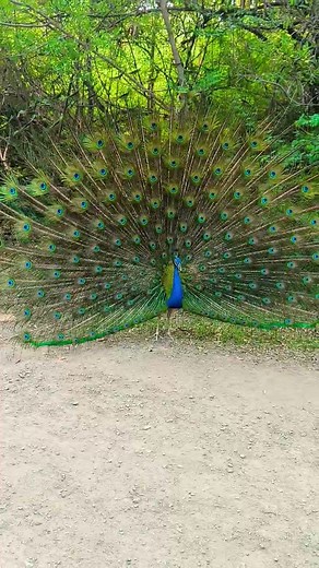 original video of beautiful peacock dance 🦚🦚🦚 #peacock #birds #peacockdance #ytshortsindia #reels