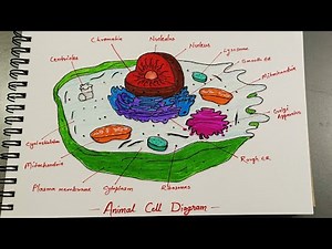 Animal Cell Diagram: How to Draw It Perfectly