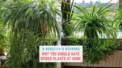 Indoor gardening made easy: 8 advantages of spider plants