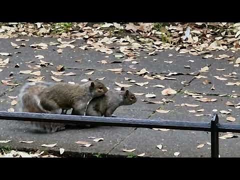 A pair of squirrels mating, Saint Stephen's Green, Dublin