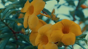 Vibrant Yellow Flowers in Bloom