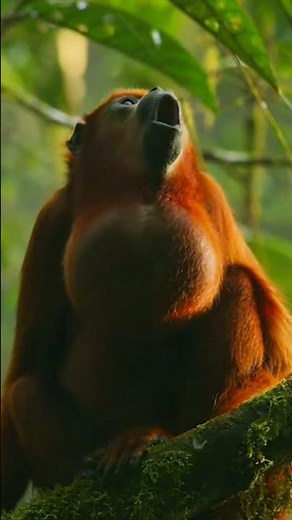 "Howler Monkey in the Amazon Jungle – A Wild Adventure!"