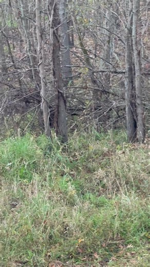 192K views · 1.9K reactions | This buck is working his way in, do you shoot him? Redmond Hunt #MidwestTrailCameraPics #TrophyBucks #midwest | Midwest Trail Camera Pics | Facebook