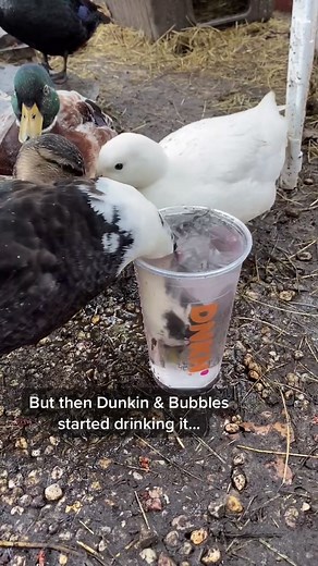 No ducks were harmed. Little fights help maintain the pecking order & are perfectly normal for ducks 🦆 #dunkinducks #duck #dunkin #icewater