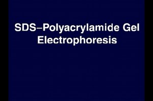 SDS-PAGE-3D动画-英文字幕