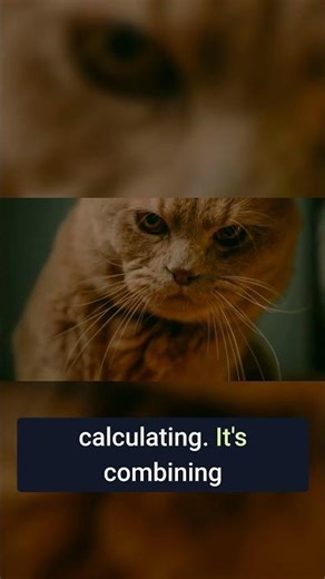 Your cat isn't guessing, it's calculating!