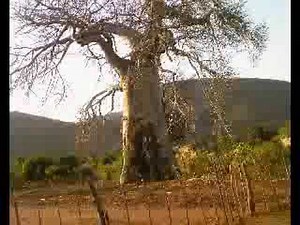 Colbert Mukwevho | Lyrics, Song Meanings & Music Videos