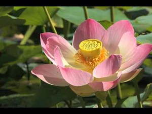 Timelapse Lotus 1