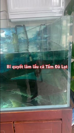 Bí quyết làm lẩu cá Tầm Đà Lạt ngon chuẩn vị - 1 #food #amthuc #foodreview