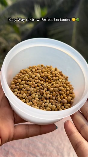 KrishnaSri Yalamanchili on Instagram: "Grow perfect coriander at home easily ! ✨🪴 With no failures and simple gardening tips anyone can follow. How to Grow Perfect Coriander at Home Easy Beginner Method✨ Want fresh, bushy coriander from seeds without failing? Follow this simple step-by-step kitchen gardening method anyone can do: Step 1: Gently crush coriander seeds into halves Step 2: Fill a pot with loose, well-draining soil (garden soil + compost + cocopeat + sand) Step 3: Sprinkle seeds eve