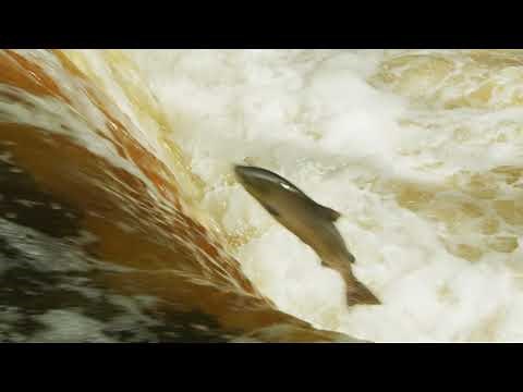 Salmon leaping at Stainforth Force waterfall in the Yorkshire Dales