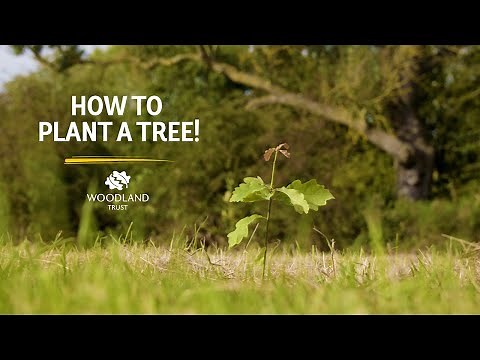 How to plant a tree