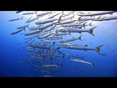 パラオの至宝。ブルーコーナーでダイビング【HD】