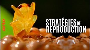 Documentaire | Stratégies de reproduction : les clés du succès