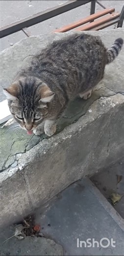 Cute gray kitty sticking tongue out #cat #cute #pets #furbaby #pişik #elgato #кошка #funny #kitten