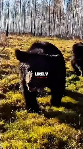Joe Rogan Explains How Black Bears Are Different Than Brown Bears