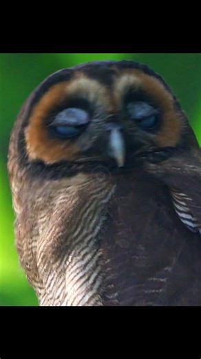 Brown Wood Owl 🦉 #fblifestyle #owllovers #everyone #fypシ゚viralシ #fypシ #foryouシ #highlights #nature #fb #follower #photography | NewAze Creator