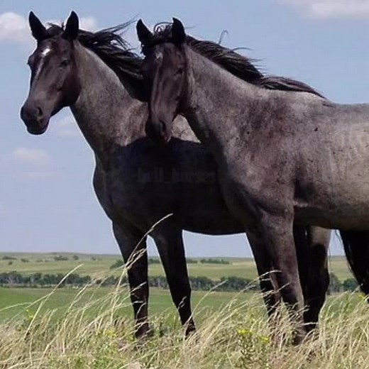 ||«who else?»||«anyone got a fave song they woulfblike to share?»||#CapCut #horseriding #ridefortiggy #stables #jokes #funny #ponies #smartlooking #western#reining