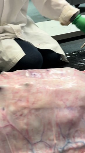 Necropsy performed on an 18 foot Burmese python that consumed a 5 foot alligator 😳 This was performed by my colleagues and I to investigate the pythons diet. In florida, pythons are required to be euthanized.