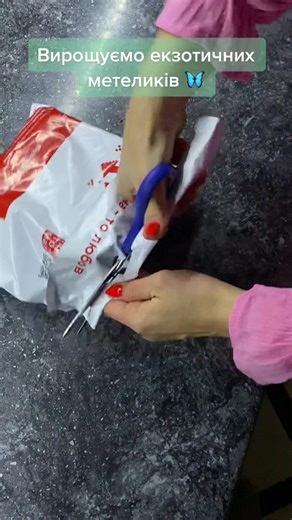 Creating a Cozy Habitat for Your Lizard