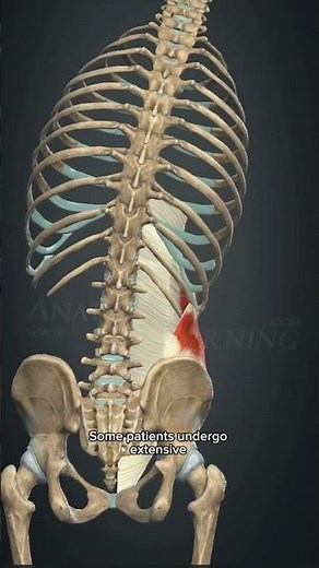 External Oblique Muscle in 3D | Hidden Anatomy of the Abdominal Wall