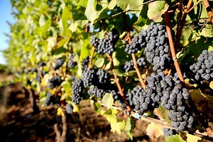 9 Oregon wineries — including 4 in Salem⁠ — make Wine & Spirits Magazine's Top 100 of 2019