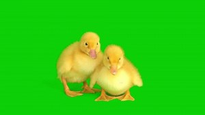 clip-3404775691-duckling-yellow-set-isolated-on-green-background