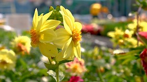 Plantingdaffodilsinspring