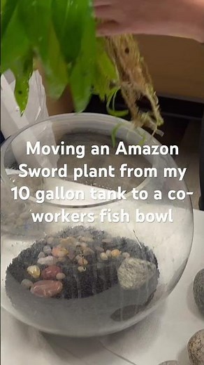 🌿 Sneak Peek: Moving Our Amazon Sword Plant! #fishkeepinghobby #aquarium #fishtank #amazonsword