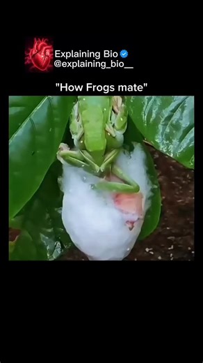 Explaining Bio | How Frogs Mate? Frogs have a fascinating mating process called amplexus, where the male clasps the female from behind, holding on tightly.... | Instagram