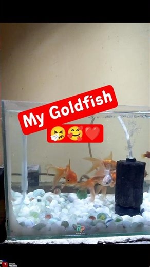 My Goldfish And Molly Fish 🤧🥰 || #goldfish #mollyfish #shorts