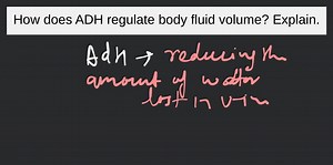 How does ADH regulate body fluid volume? Explain.... | Filo