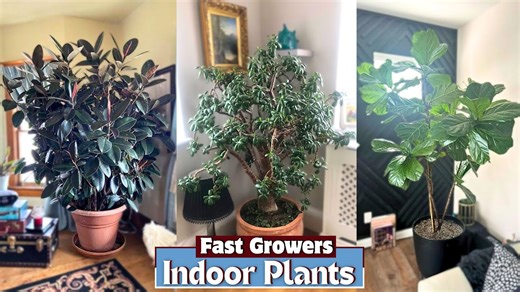 Fast-growing indoor plants: 18 that transform your space quickly