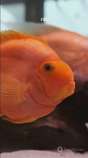 Top 3 Cá Cảnh Đẹp Nhất Cho Người Mới Nuôi 🐠 #Shorts #aquaculture #facts #aquarium