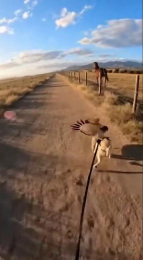 Hawk Tries to Snatch Dog, But a Horse Intervenes (INTENSE VIDEO).